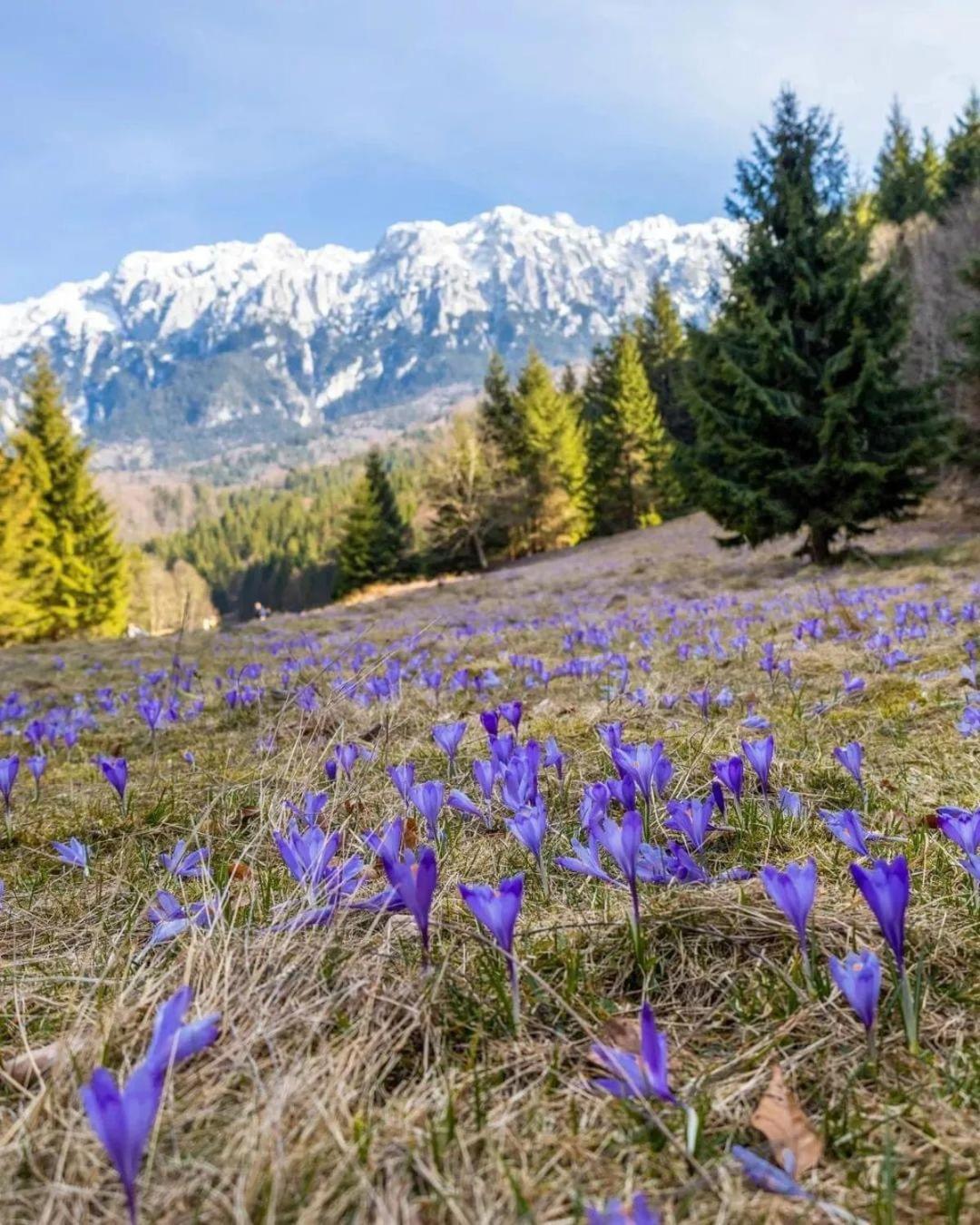 Cazare Zorilor Zărneşti Cameră foto